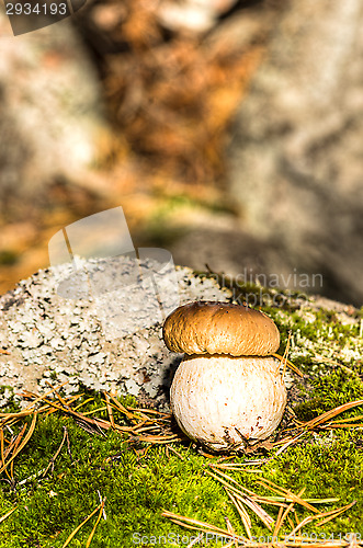 Image of Mushroom