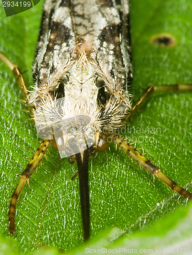 Image of Insect