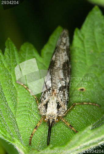 Image of Insect