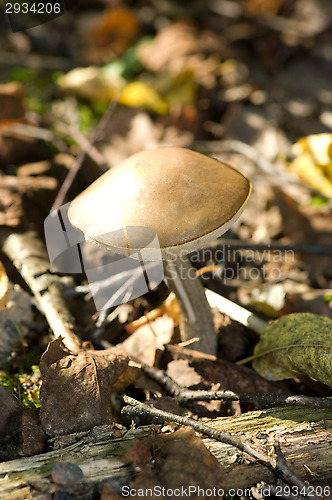 Image of Mushroom