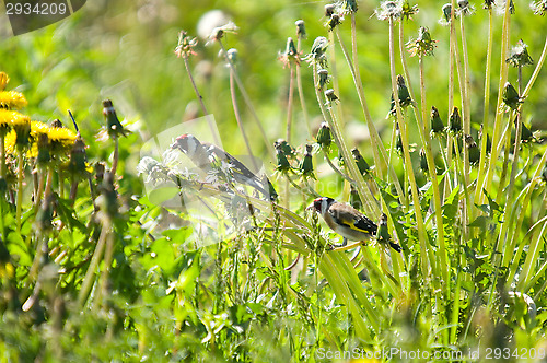 Image of Goldfinch