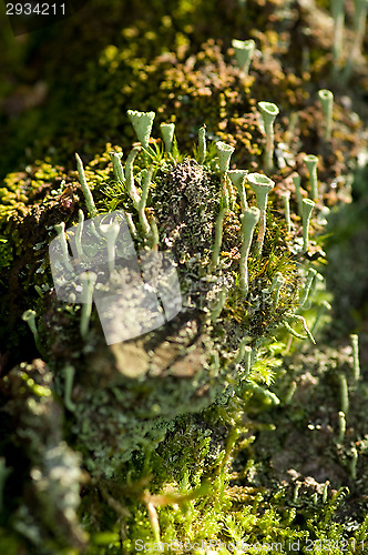 Image of Lichen