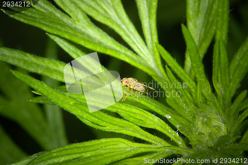 Image of Fly