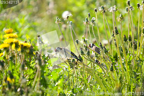 Image of Goldfinch