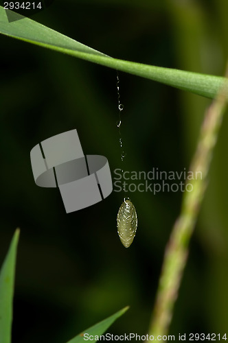 Image of Maggot