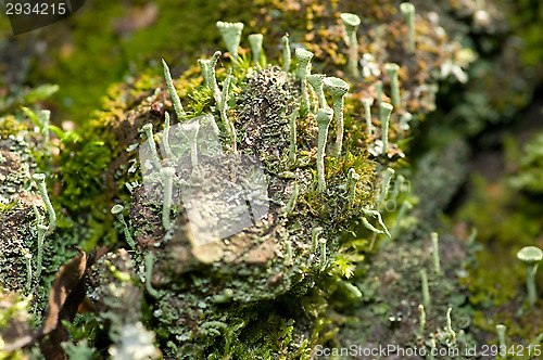 Image of Lichen