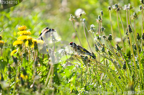 Image of Goldfinch