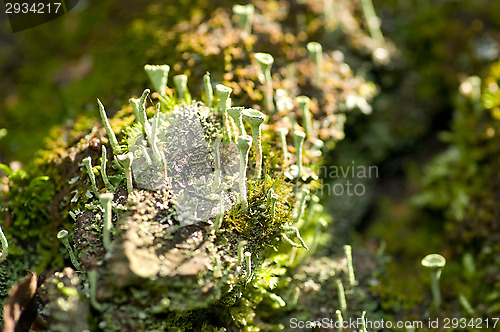 Image of Lichen