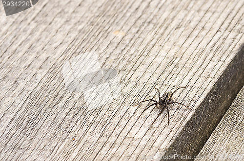 Image of Spider