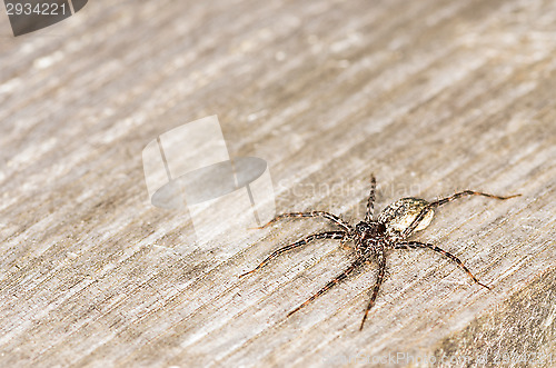 Image of Spider