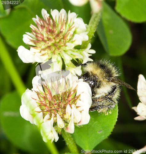 Image of Bee on clover