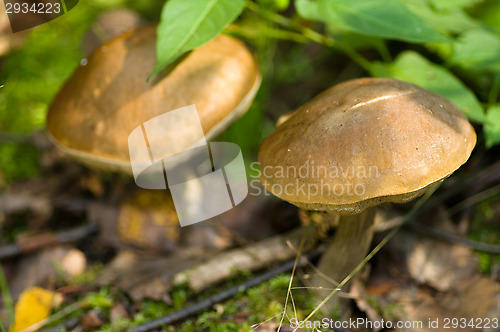 Image of Mushrooms