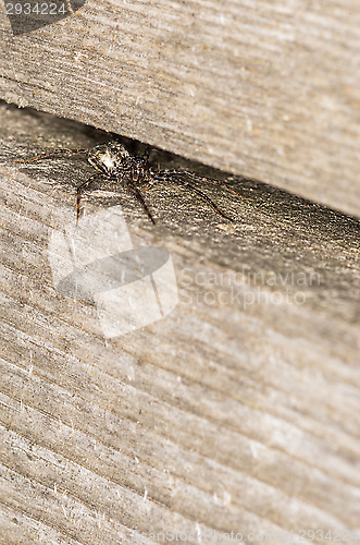 Image of Spider