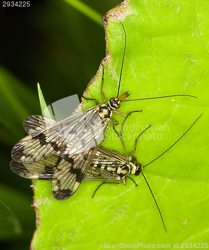 Image of Dragonfly