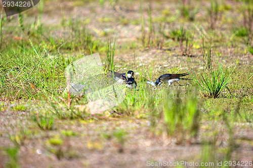 Image of Swallows