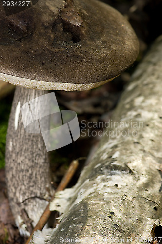 Image of Mushroom