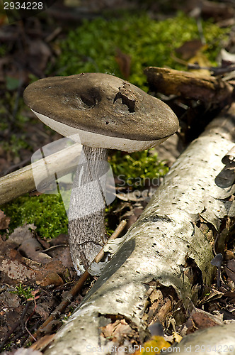 Image of Mushroom