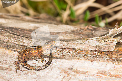 Image of Lizard