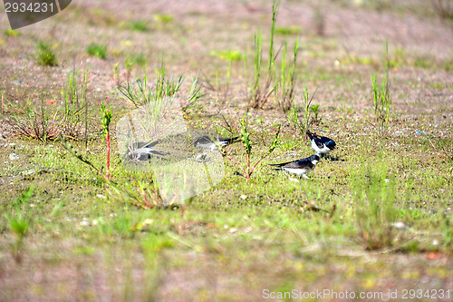 Image of Swallows