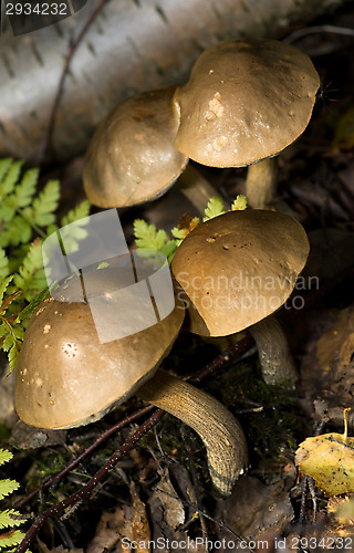 Image of Mushrooms