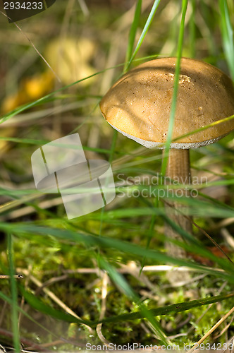 Image of Mushroom