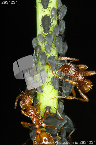 Image of Ants