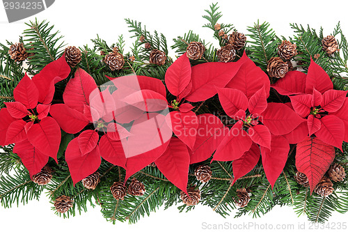 Image of Poinsettia Flower Display