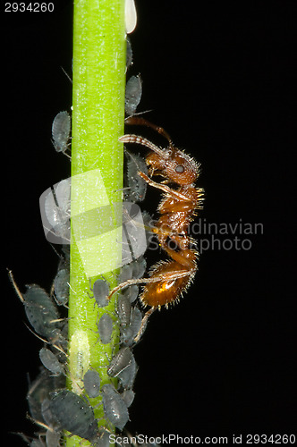 Image of Ant and aphids