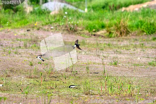 Image of Swallows