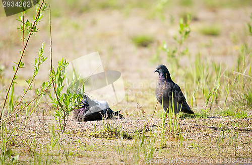 Image of Pigeon