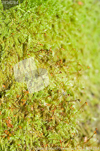 Image of Moss