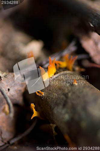 Image of Mushrooms