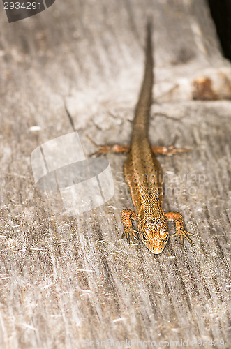 Image of Lizard