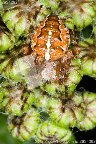 Image of Spider