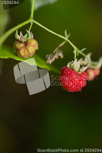 Image of Raspberry