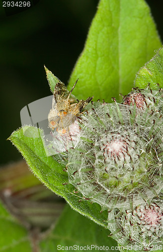 Image of Fly