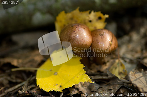 Image of Mushrooms