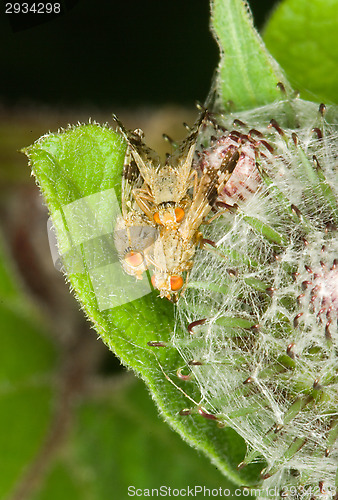 Image of Fly
