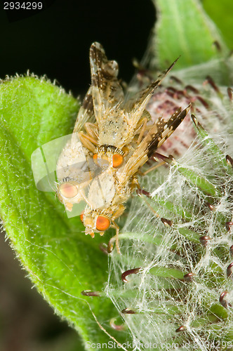 Image of Fly