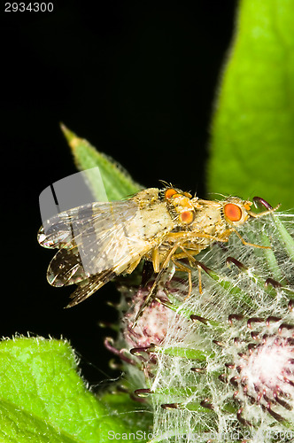 Image of Fly