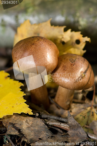 Image of Mushrooms