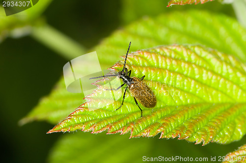 Image of Bug