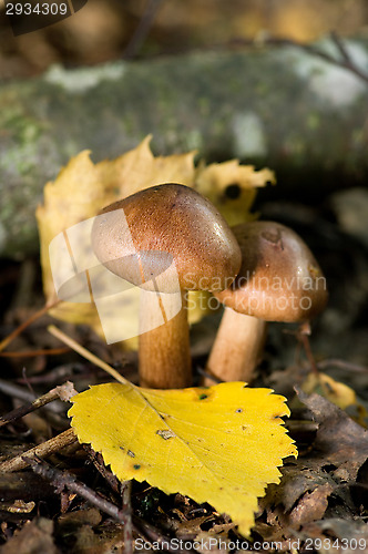 Image of Mushrooms