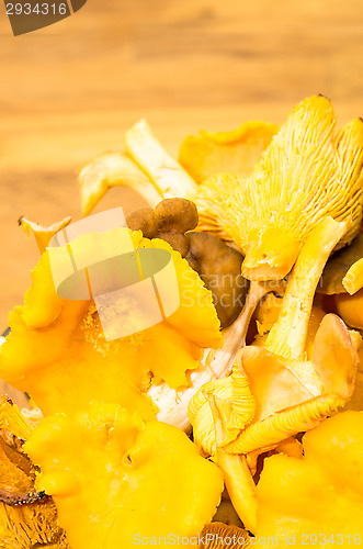 Image of Cantharellus