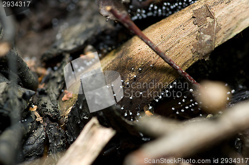 Image of Mushrooms