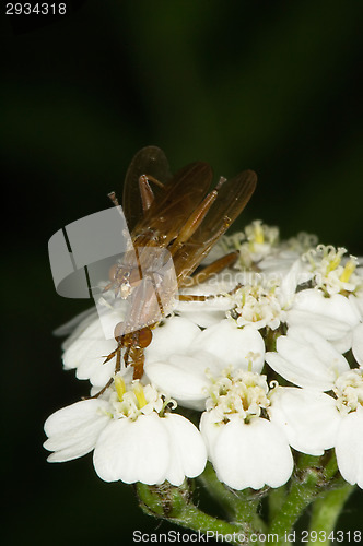 Image of Flies