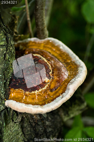 Image of Polypore