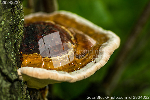 Image of Polypore