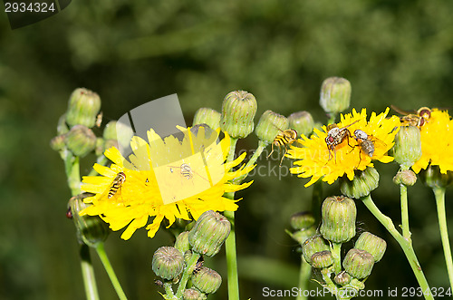 Image of Flies