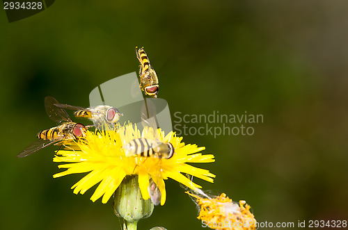 Image of Flies